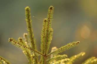 Close-up of fir branches in sunlight with blurred background, European spruce (Picea abies),