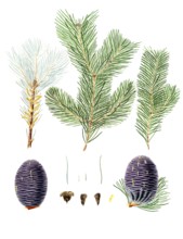 Pindrow fir, Abies pindrow, Pinus pindrow, Tooth-leaved fir, pindrow fir, West Himalayan fir, tree,