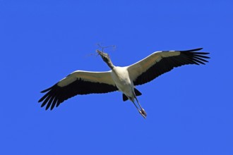 Wood stork (Mycteria americana), adult, flying, nesting material, St. Augustine, Florida, USA,