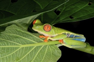 Red-eyed tree frog or red-eyed leaf frog (Agalychnis callidryas) sitting on leaf, Costa Rica,