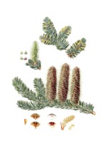 Silver fir, Abies alba, the European silver fir or silver fir, tree, digitally enhanced