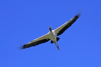 Wood stork (Mycteria americana), adult, flying, St. Augustine, Florida, USA, North America