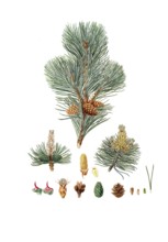 Creeping Pine, Dwarf Pine, Knee Pine, Cripple Pine, Pinus pumilio, The mugho, or Mountain pine,