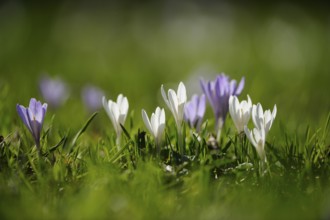 Purple and white crocuses with blurred background in the grass, lily of the valley (Convallaria