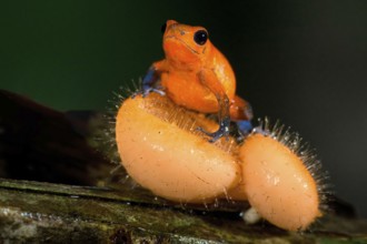 Strawberry poison-dart frog or blue jeans poison frog (Oophaga pumilio), Costa Rica, Central