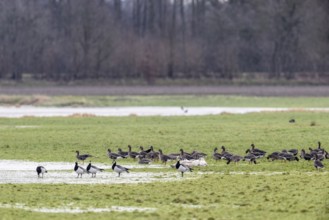 White-fronted Geese (Anser albifrons) and White-fronted Geese (Branta leucopsis), Emsland, Lower