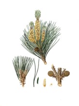 Pinus pinea, Italian stone pine, Mediterranean stone pine, umbrella pine and parasol pine, tree,