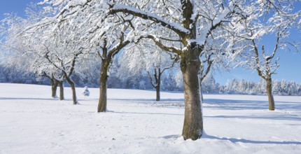 Row of trees covered in deep snow against a blue sky, Horben, Lindenberg, Freiamt, Canton Aargau,