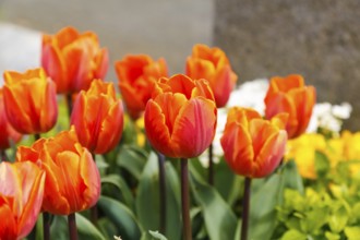 Gönningen tulip blossom, historic Gönningen cemetery, tulips (Tulipa), flowers, orange, red,