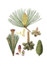 Maritime pine, Pinus pinaster, also Bordeaux pine, hedgehog pine, star pine, maritime pine,