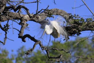 Great Egret (Ardea alba), adult, mating, breeding plumage, decorative feathers, in perch, St.