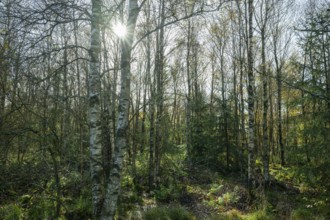 Bog birch forest, bog birch (Betula pubescens) backlit with sun star, Schwarzes Moor, near