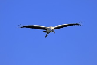 Wood stork (Mycteria americana), adult, flying, St. Augustine, Florida, USA, North America