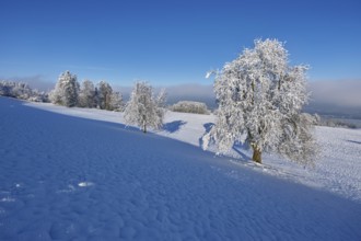 Trees in hoarfrost, Grod, Lindenberg, Beinwil Freiamt, Canton Aargau, Switzerland, Europe