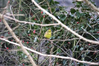 Yellowhammer, (Emberiza citrinella), winter, Germany, Europe