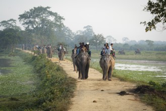 Tourists ride elephants during a safari at Kaziranga National Park on December 5, 2024 in