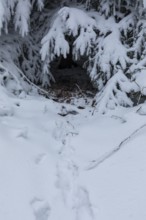 Animal tracks in the snow lead to a warm and sheltered hiding place under a coniferous tree, winter