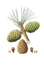 Pinus pinea, Italian stone pine, Mediterranean stone pine, umbrella pine and parasol pine, tree,