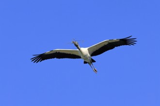 Wood stork (Mycteria americana), adult, flying, nesting material, St. Augustine, Florida, USA,