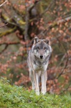 A female eurasian grey wolf (Canis lupus lupus) stands on green meadow on top of a hill. A tree in