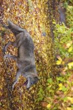 A eurasian gray wolf (Canis lupus lupus) runs along a forest edge. Colorful fall foliage is all
