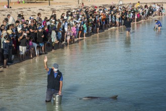 Tourists experience a dolphin feeding, Monkey Mia, Shark Bay, Western Australia, Australia, Oceania