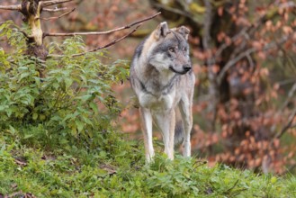 A female eurasian grey wolf (Canis lupus lupus) stands on green meadow on top of a hill. A tree in