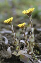 Coltsfoot, Tussilago farfara, Horsefoot