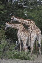 Giraffe, Mating, Mating