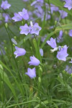 Campanula rotundifolia, round-leaved bellflower, Harebell