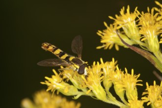 Grove Hoverfly, Episyrphus balteatus, Marmalade Hoverfly