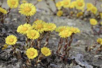 Coltsfoot, Tussilago farfara, Horsefoot