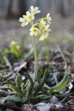 Cowslip, Primula elatior