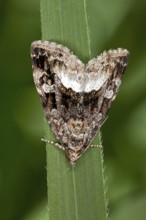 Protodeltote pygarga, Forest Grass Moth Owl