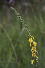 Agrimonia eupatoria, Lesser agrimony, Common agrimony