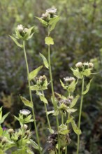 Cabbage thistle, Cirsium oleraceum, cabbage thistle