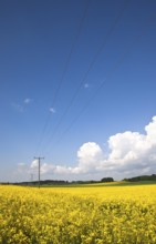 A photography of a raps field in Bavaria Germany