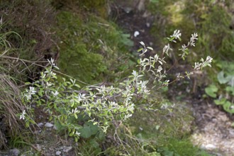 Amelanchier ovalis, Rock Pear, Snowy Mespilus