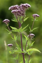 Water agrimony, Eupatorium cannabinum, Hemp Agrimony