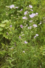 Rose mallow, Malva alcea, Greater Musk-mallow