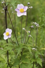 Chinese Anemone, Anemone hupehensis, Japanese Anemone