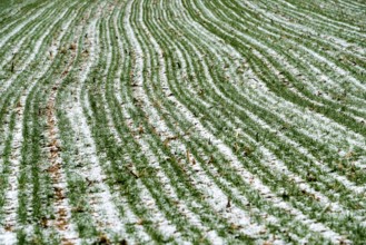 Agricultural fields in winter, Oberweser, Upper Weser Valley, Weser Uplands, Weserbergland, Hesse,