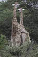 Giraffe, Mating, Copulation