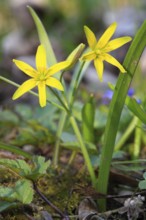 Forest yellow star, Gagea lutea