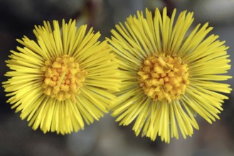 Coltsfoot, Tussilago farfara, Horsefoot