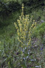 Moth mullein, Verbascum lychnitis, White Mullein