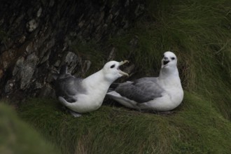 Fulmars, fulmars, Fulmarus glacialis