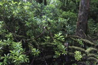 Zerstörung von Waldlebensräumen durch invasiven Rhododendron ponticum, Irland