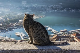 Cat looking from the fortress wall to the city and harbour of Kotor, Kotor, Montenegro, Europe