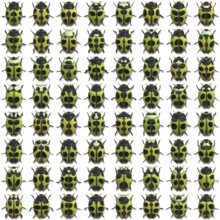 An illustration of 64 different little bugs